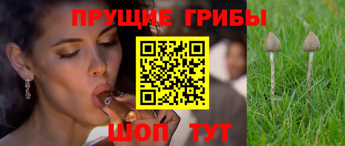 Галлюциногенные грибы Psilocybine cubensis  Вход с VPN  Апатиты 